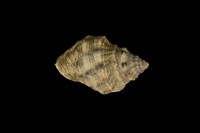 藏品(黃口岩螺(黑痣岩螺))的圖片